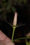 Bartram's rose gentian